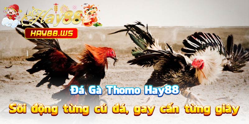 Đá Gà Thomo Hay88 – Sôi động từng cú đá, gay cấn từng giây